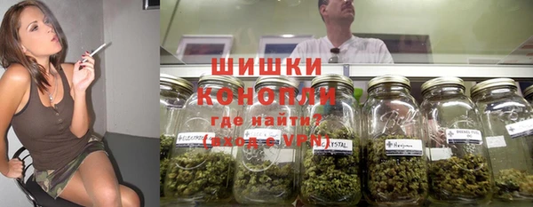 сатива Беломорск